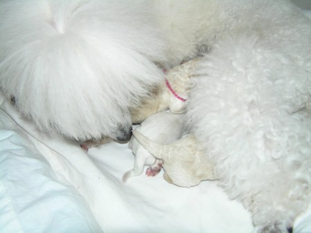 Přijetí o den mladšího štěňátka Maltézáčka do péče